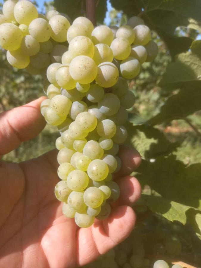 Alloggio per agriturismo Fioralba Polpenazze del Garda