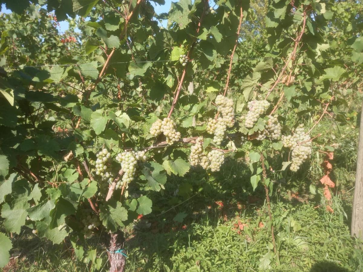 Fioralba Alloggio per agriturismo